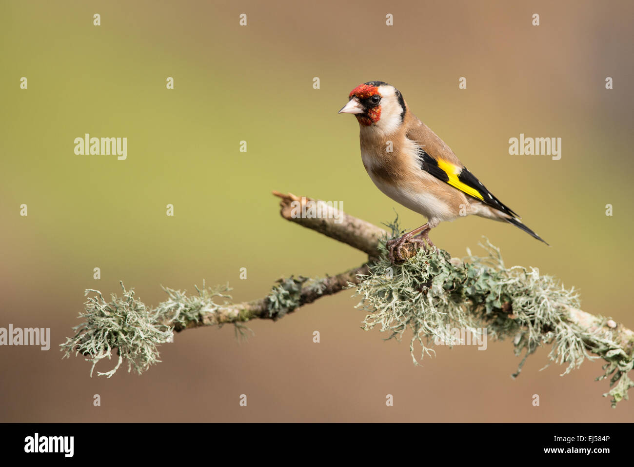 Cardellino Carduelis carduelis arroccato su un lichene coperto ramoscello Foto Stock