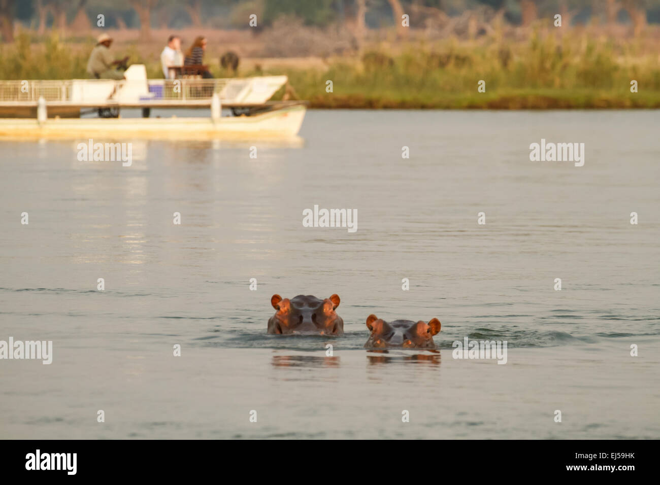 Due hippos nuotare nel fiume Zambesi con una barca safari in background, nel Parco Nazionale del Lower Zambesi, Zambia, Africa Foto Stock