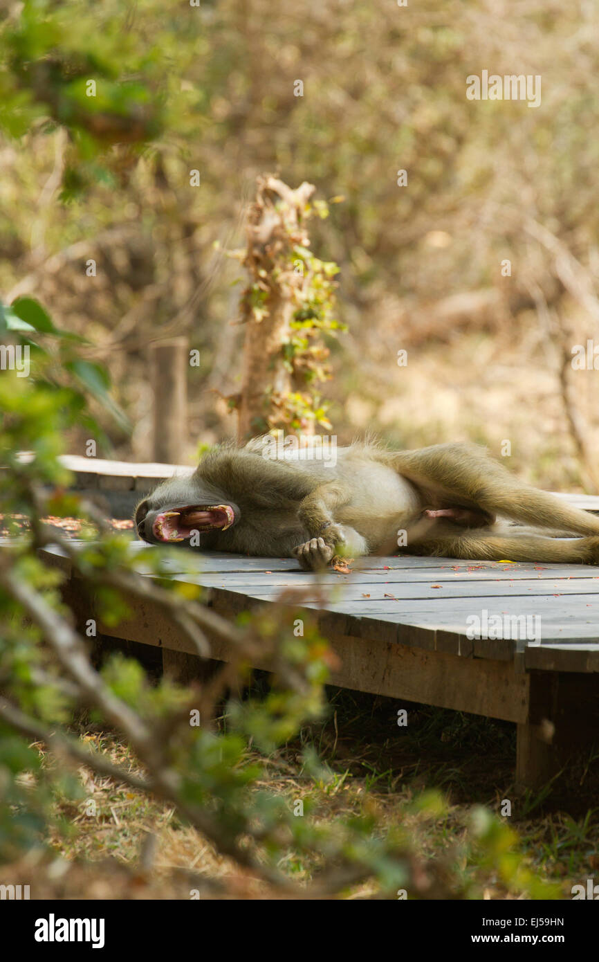 Chacma Baboon prendendo un nap e sbadigli sul ponte di legno di una stanza presso il Royal Zambesi Lodge vicino al Parco Nazionale del Lower Zambesi Foto Stock