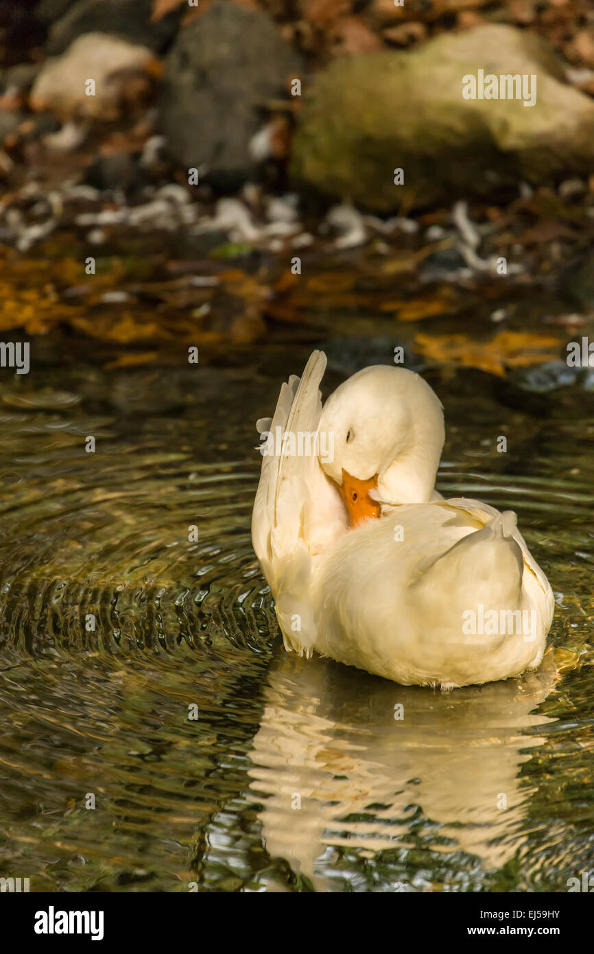 Domestico free-range Pekin duck preening nel flusso dalla sua fattoria in Issaquah, Washington, Stati Uniti d'America. Foto Stock