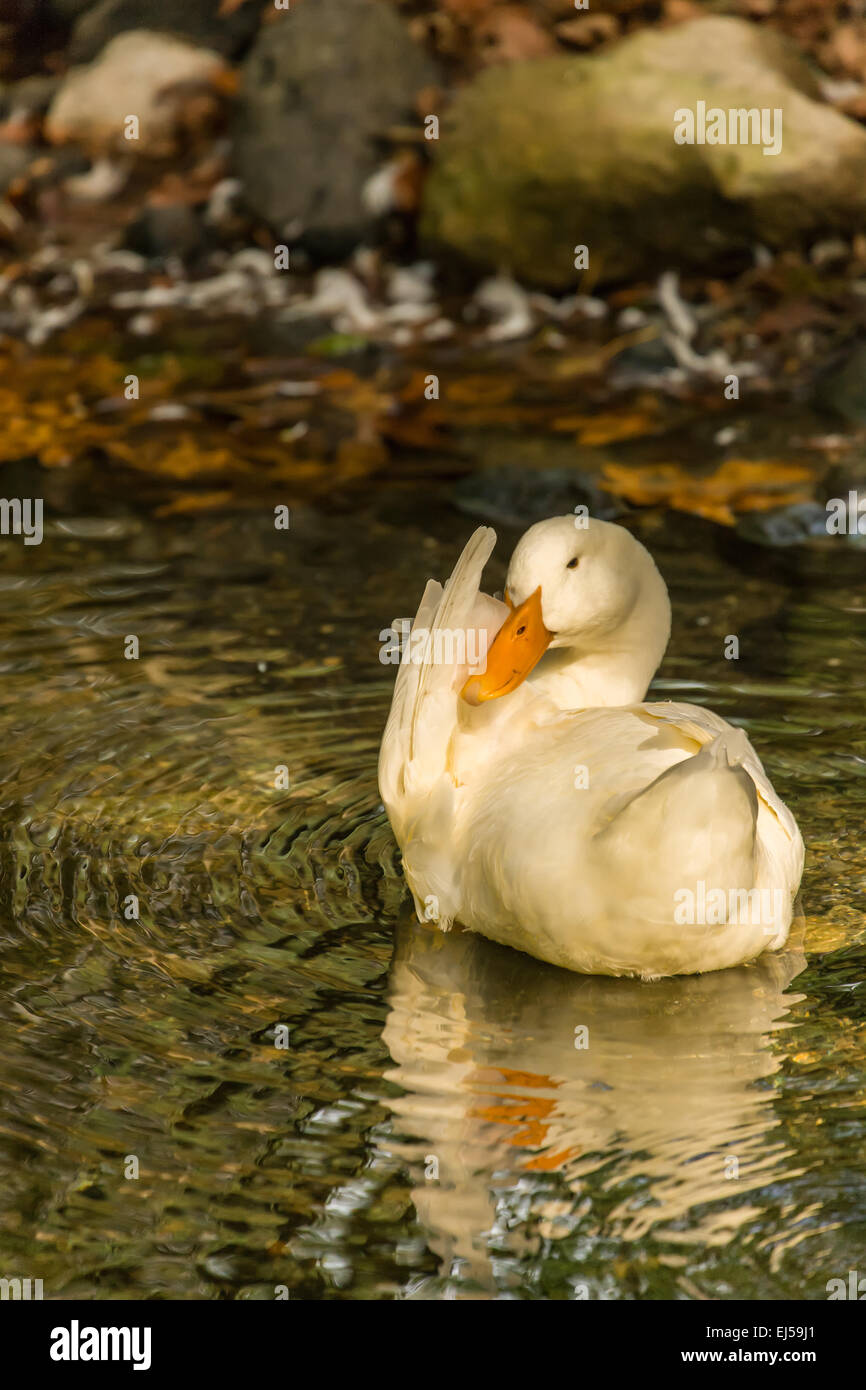 Domestico free-range Pekin duck preening nel flusso dalla sua fattoria in Issaquah, Washington, Stati Uniti d'America. Foto Stock