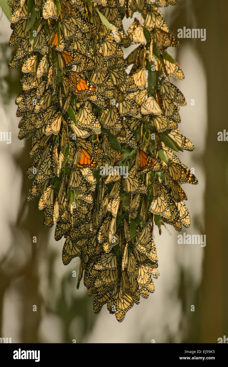 Farfalle monarca in un cluster su un albero di eucalipto in ponti naturali dello Stato, sulla spiaggia di Santa Cruz, California, Stati Uniti d'America. Foto Stock