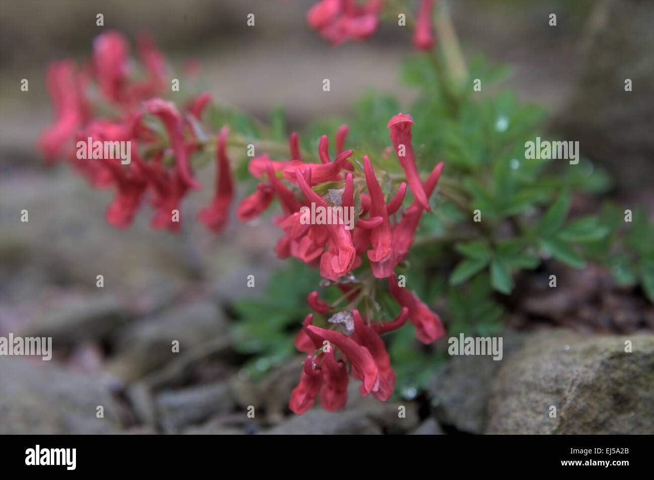 Corydalis solida 'petardo' Foto Stock