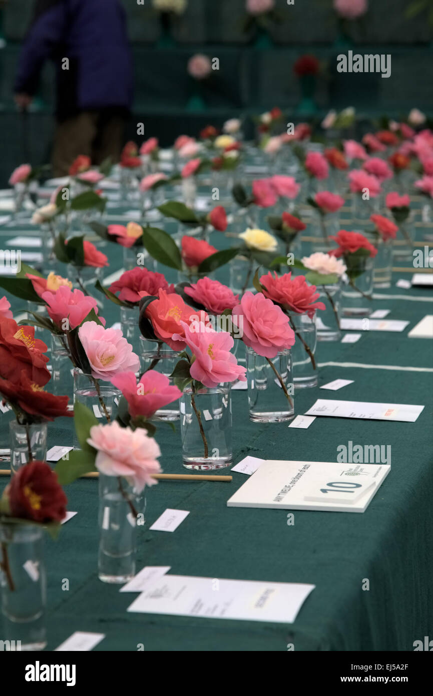 Camellia fiorisce sul showbench della RHS Spring Visualizza, Wisley Aprile 2013 Foto Stock