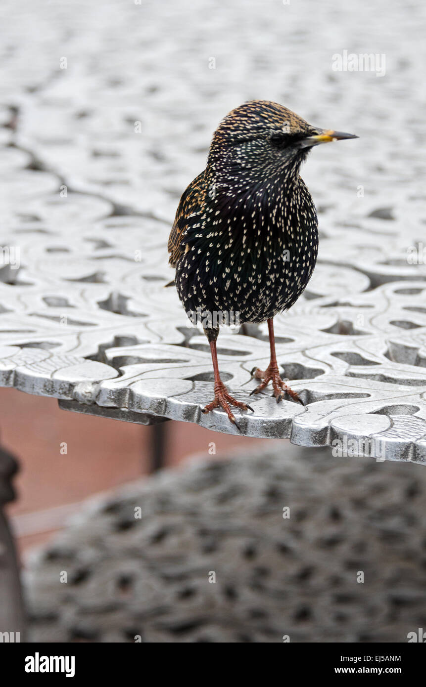 Unione Starling (Sturnus vulgaris) in non-allevamento piumaggio adulto, Liberty Island, New York. Foto Stock