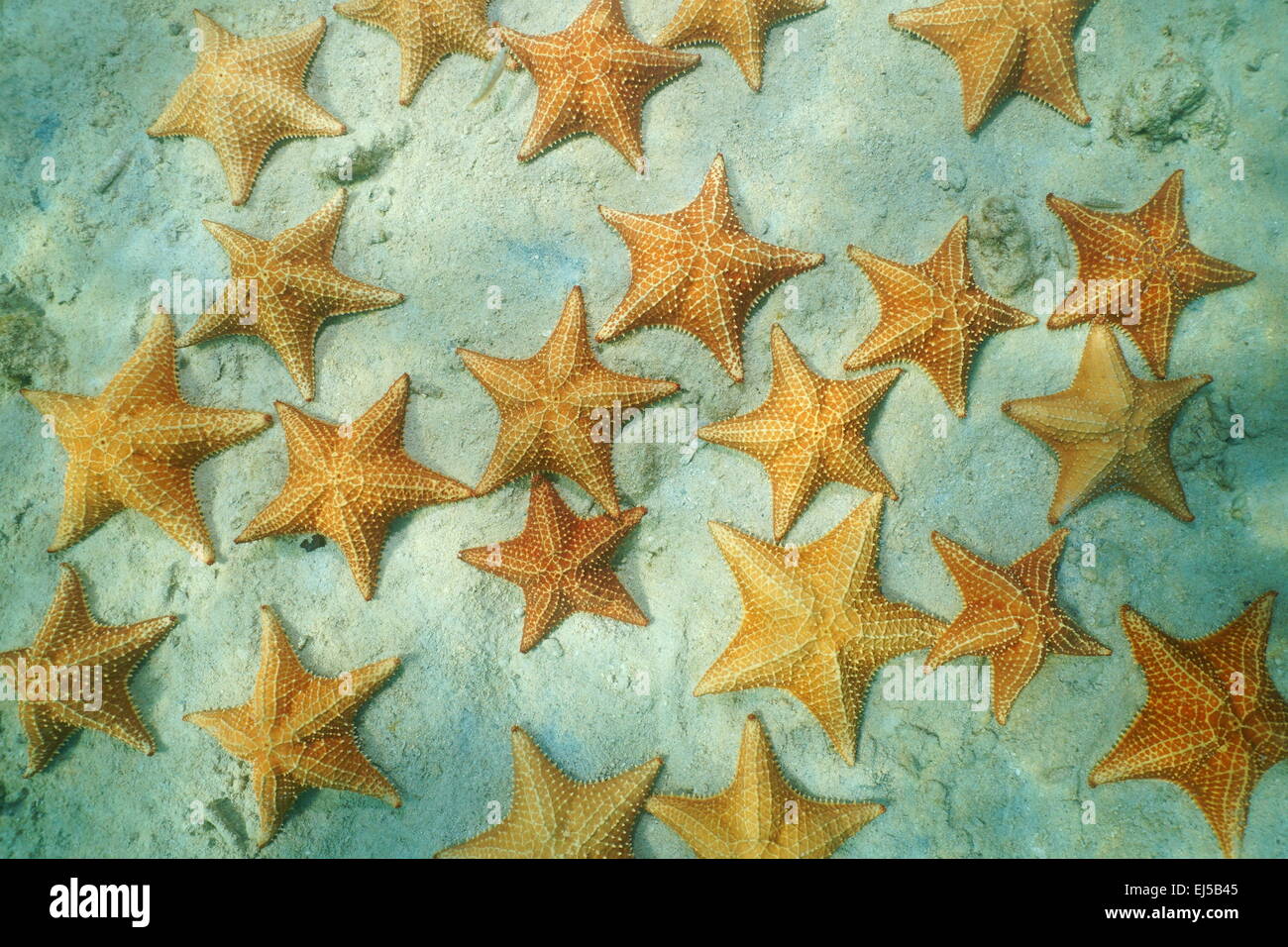 Cluster di stelle marine sotto l'acqua sulla sabbia, vista da sopra il mare dei Caraibi, Bocas del Toro, Panama Foto Stock
