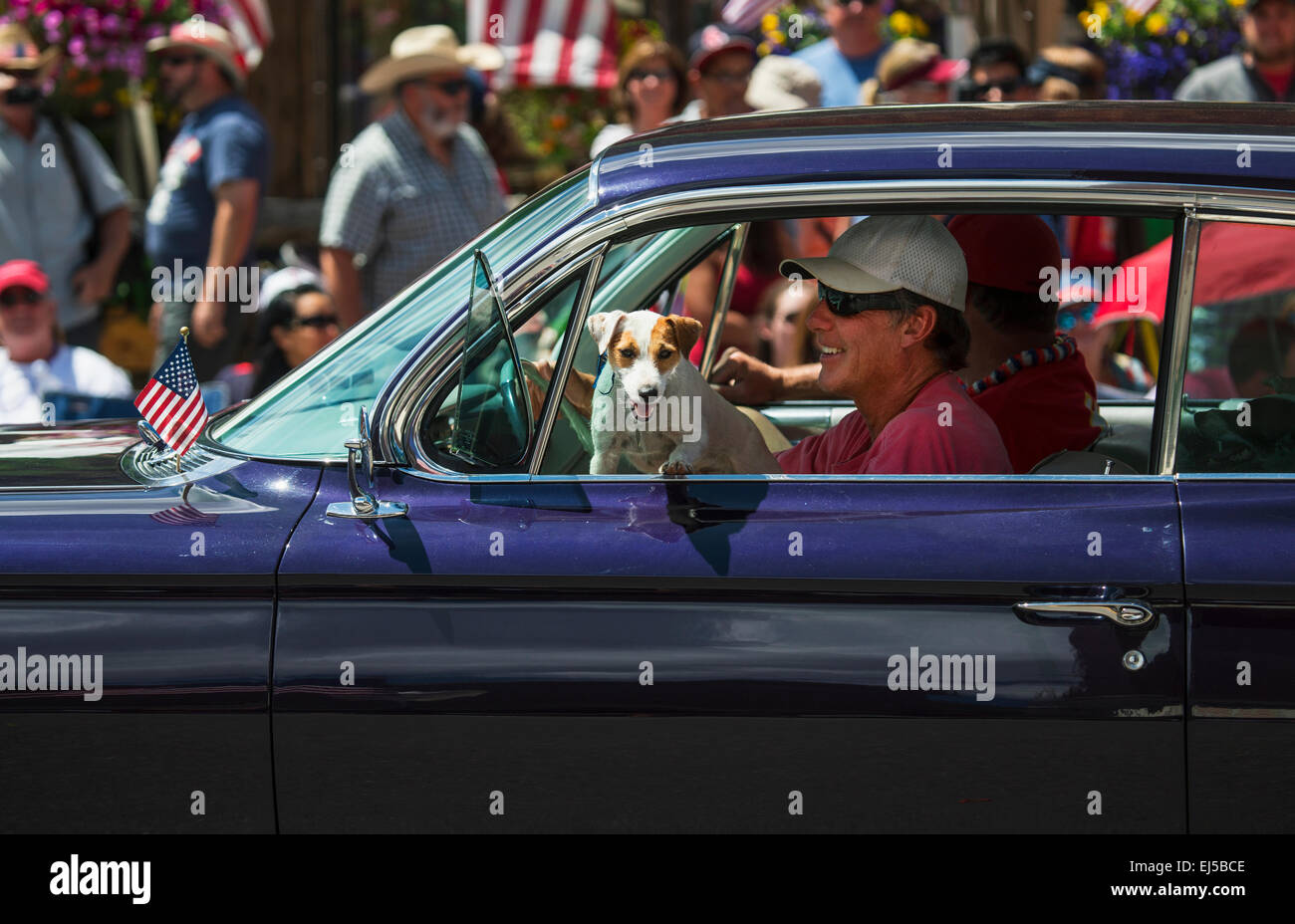 Jack Russell cane si blocca nella finestra 4 luglio, giorno dell'indipendenza Parade, Telluride, Colorado, STATI UNITI D'AMERICA Foto Stock