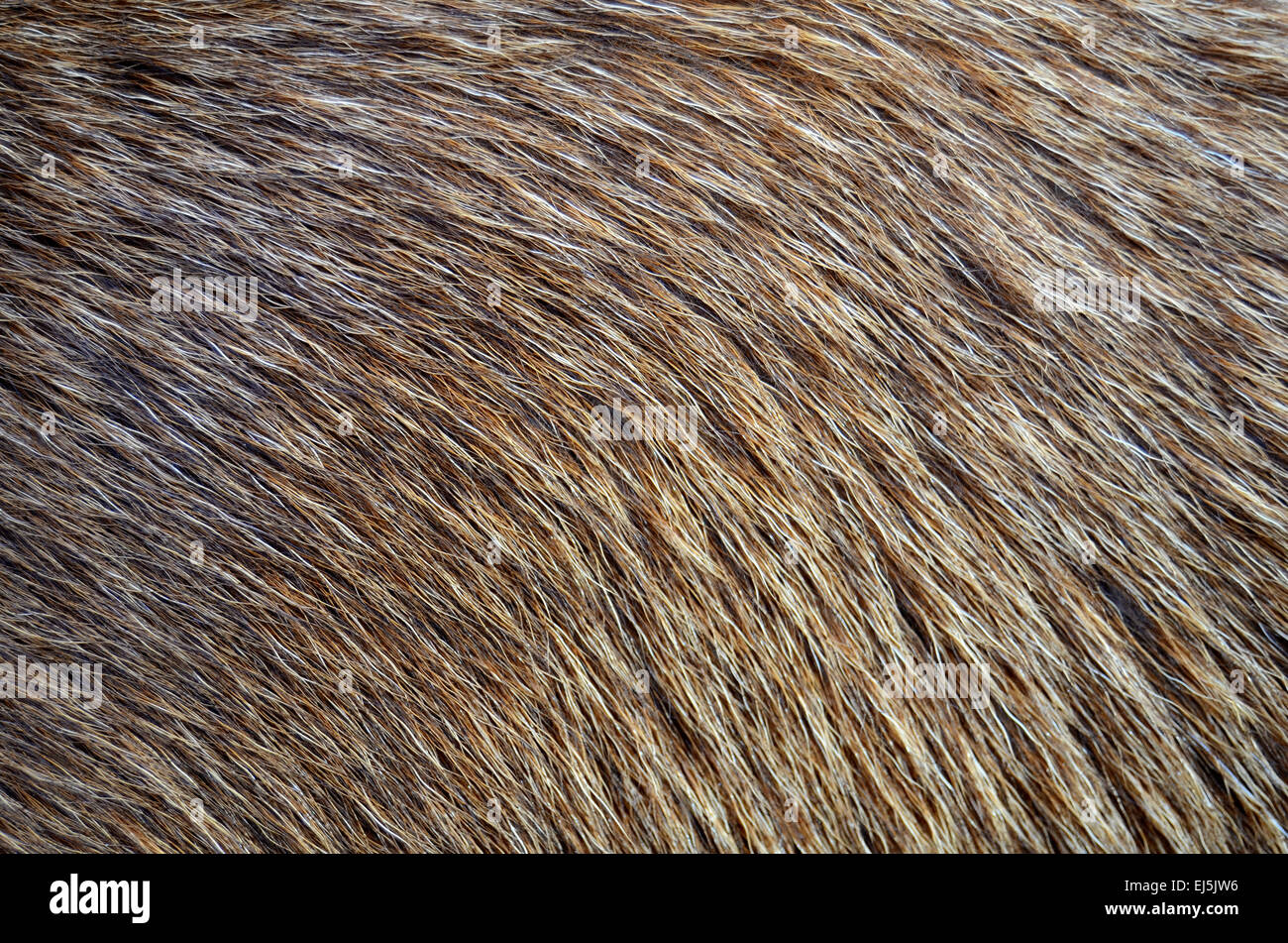 Abstract Texture di sfondo Closeup di pelo di animali Foto Stock
