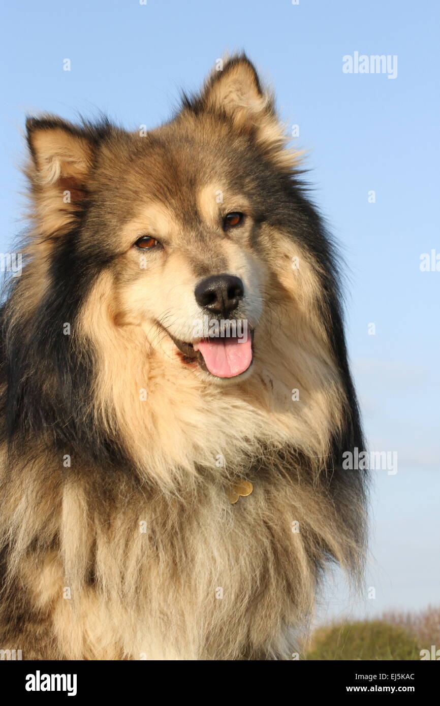 Finnish Lapphund cane ritratto Foto Stock