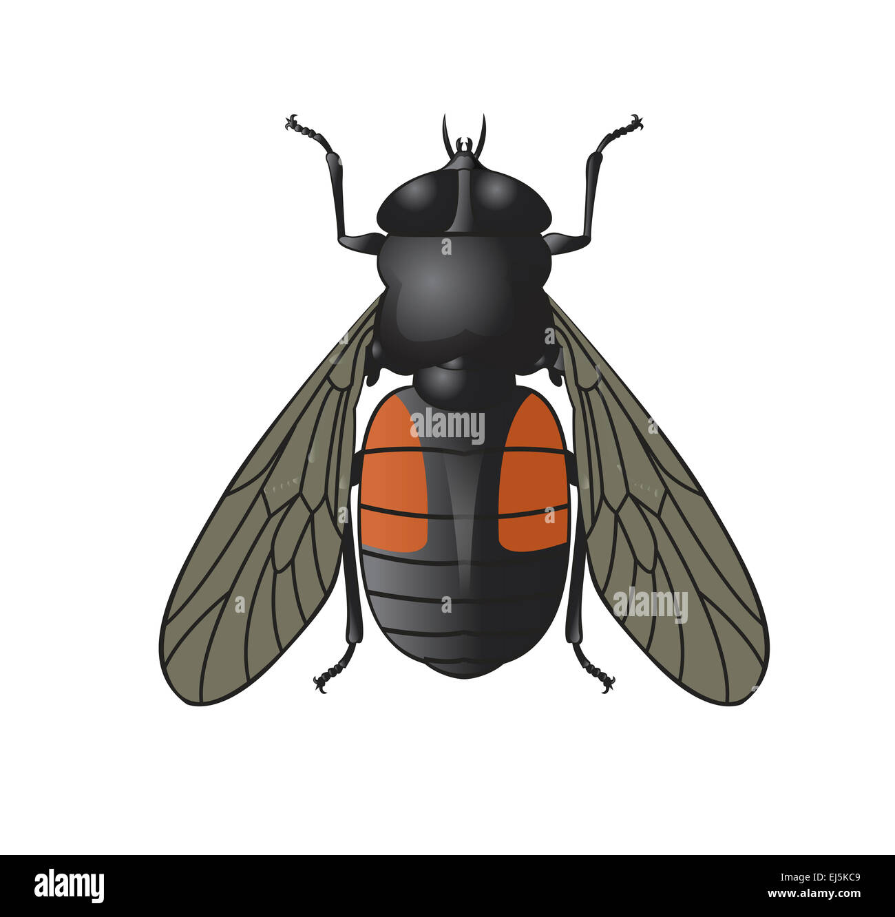 Immagine vettoriale del simbolo del grande horsefly Foto Stock