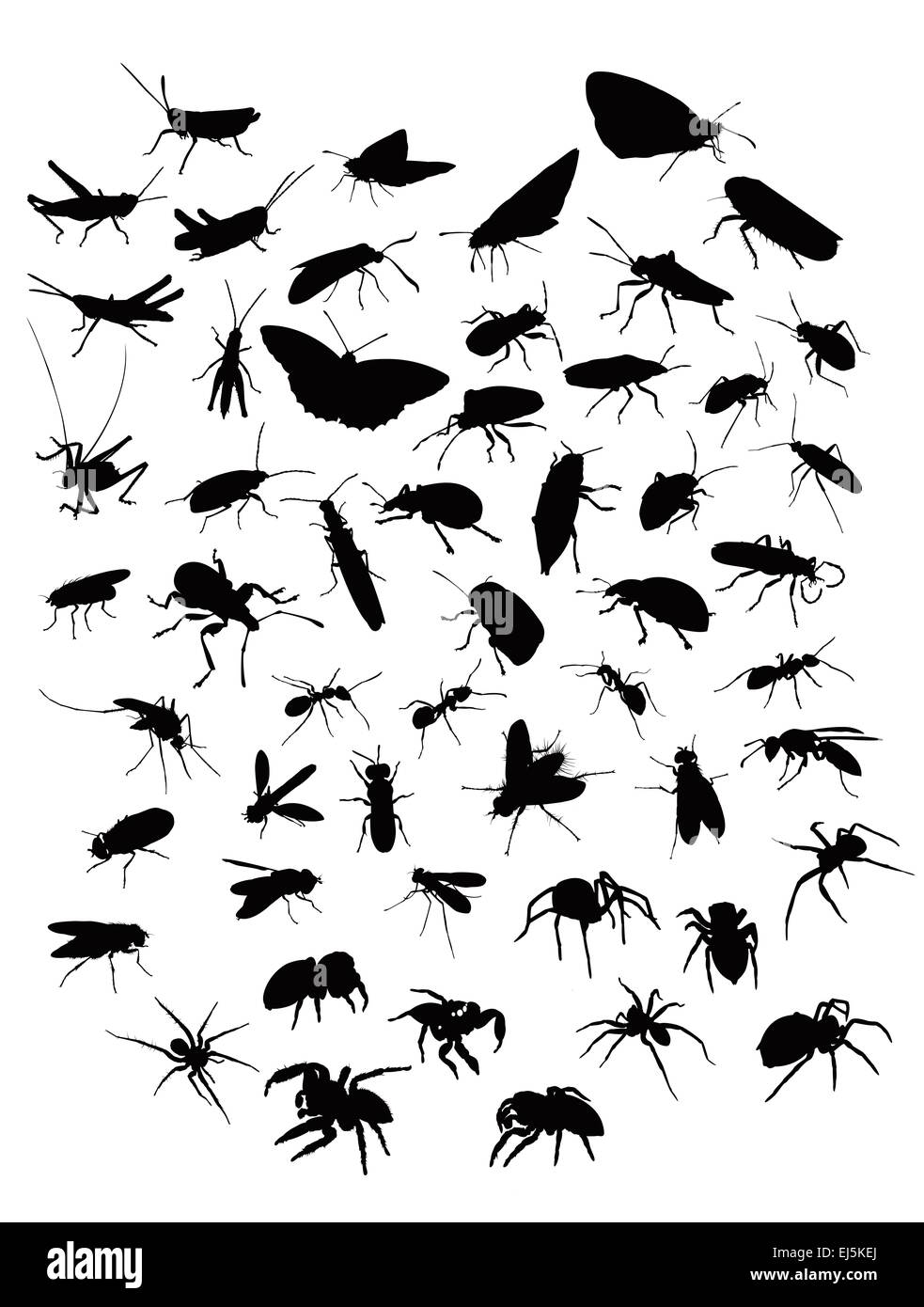 Raccolta di sillhouettes di insetti e ragni Foto Stock