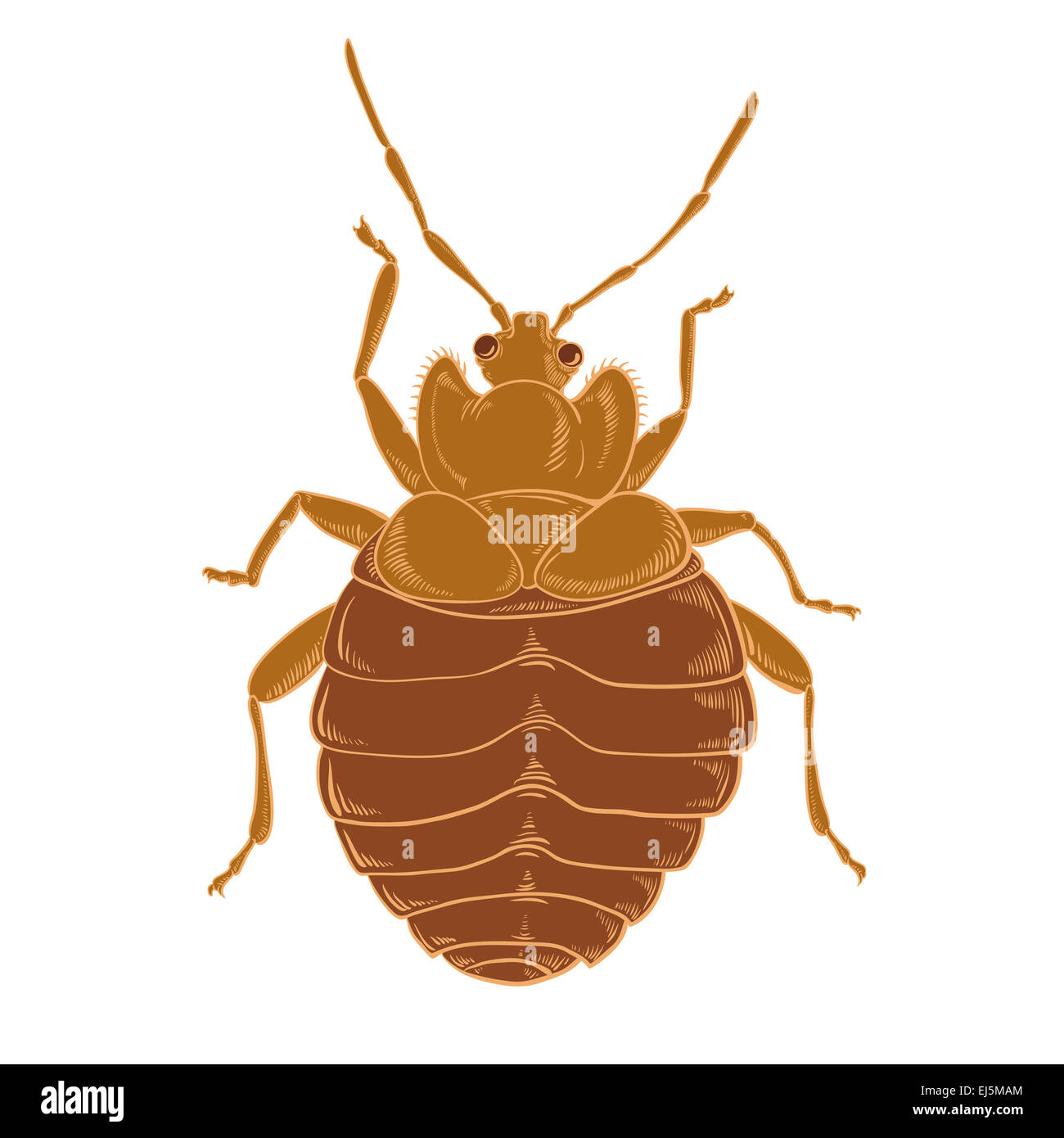 Immagine vettoriale di Bedbug rosso su sfondo wihte Foto Stock