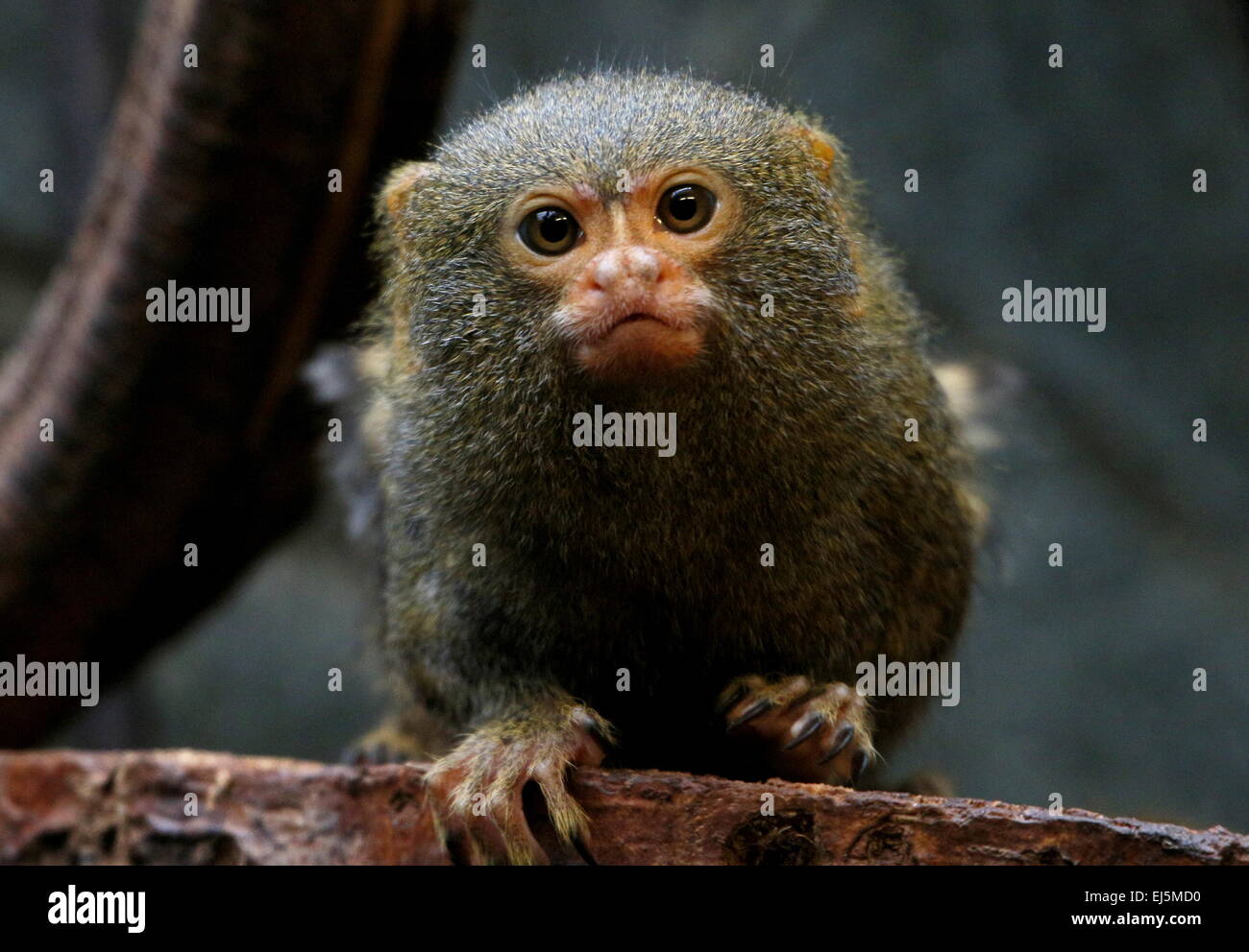 Sud Americana pigmeo (marmoset Callithrix pygmaea, Cebuella pygmaea), uno dei più piccoli primati nel mondo Foto Stock