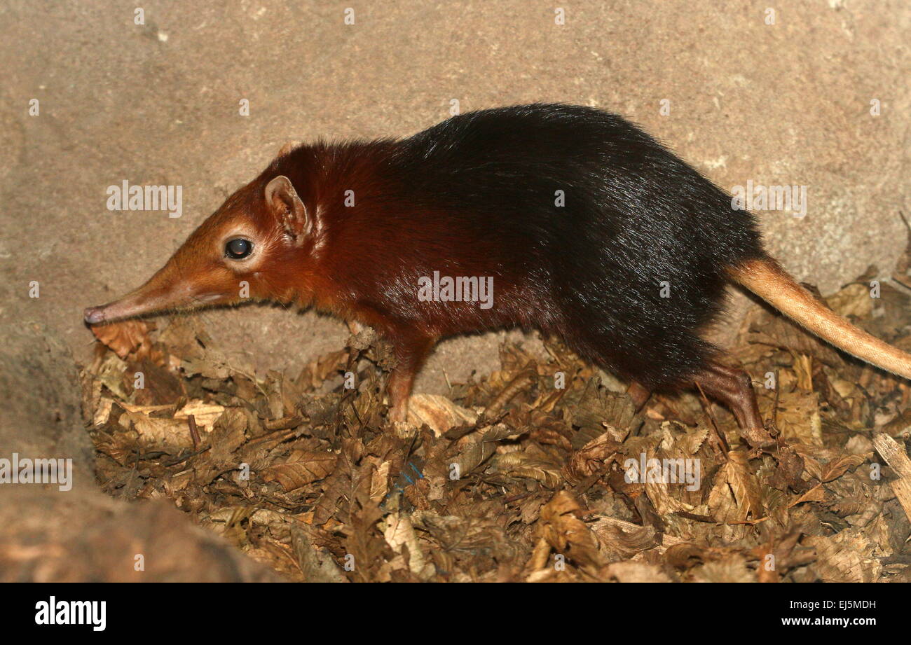 East African nero e rufous Elephant Megera o Sengi (Rhynchocyon petersi) Foto Stock