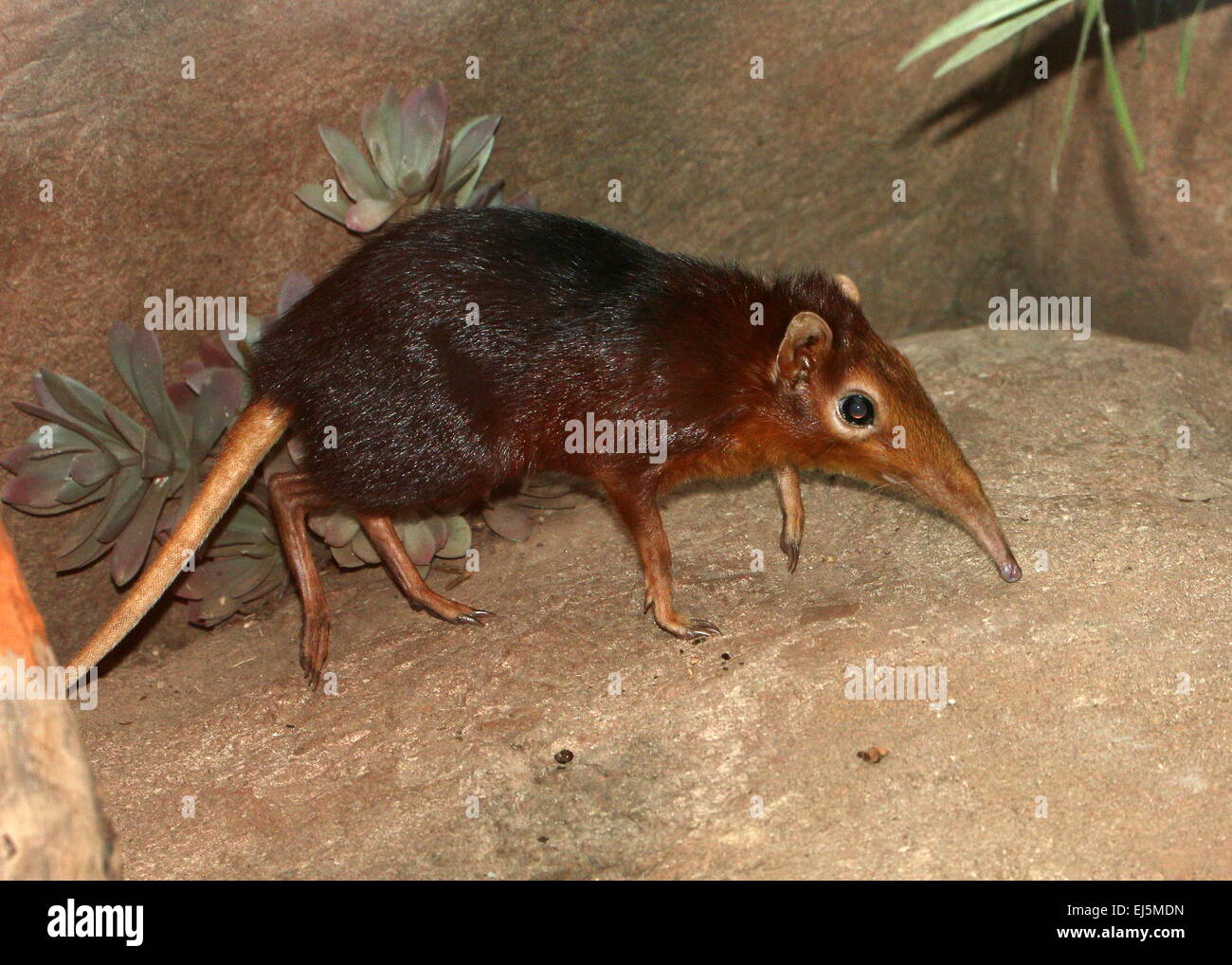 East African nero e rufous Elephant Megera o Sengi (Rhynchocyon petersi) Foto Stock