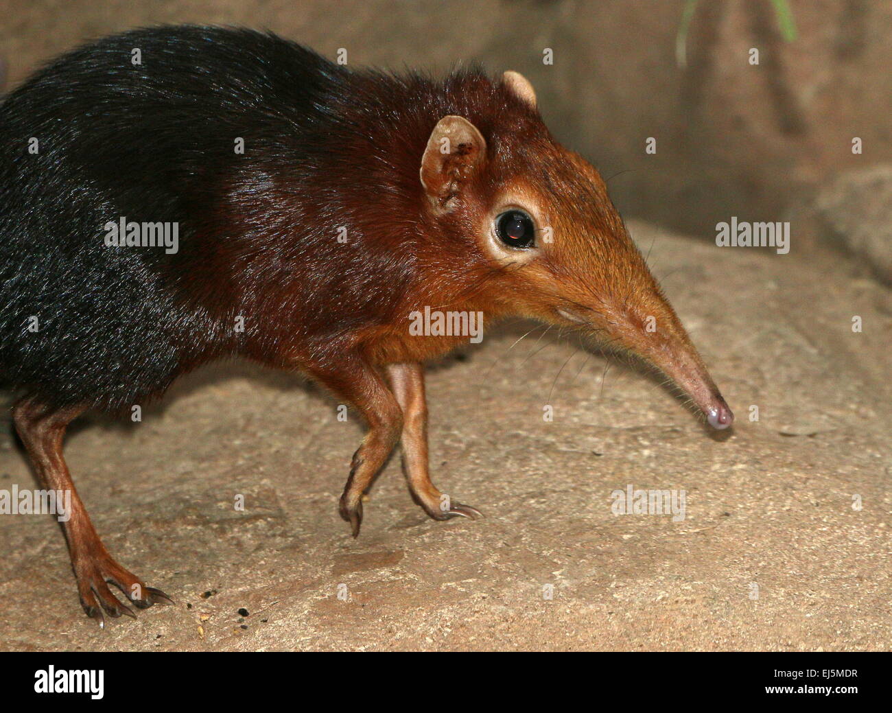 East African nero e rufous Elephant Megera o Sengi (Rhynchocyon petersi) Foto Stock