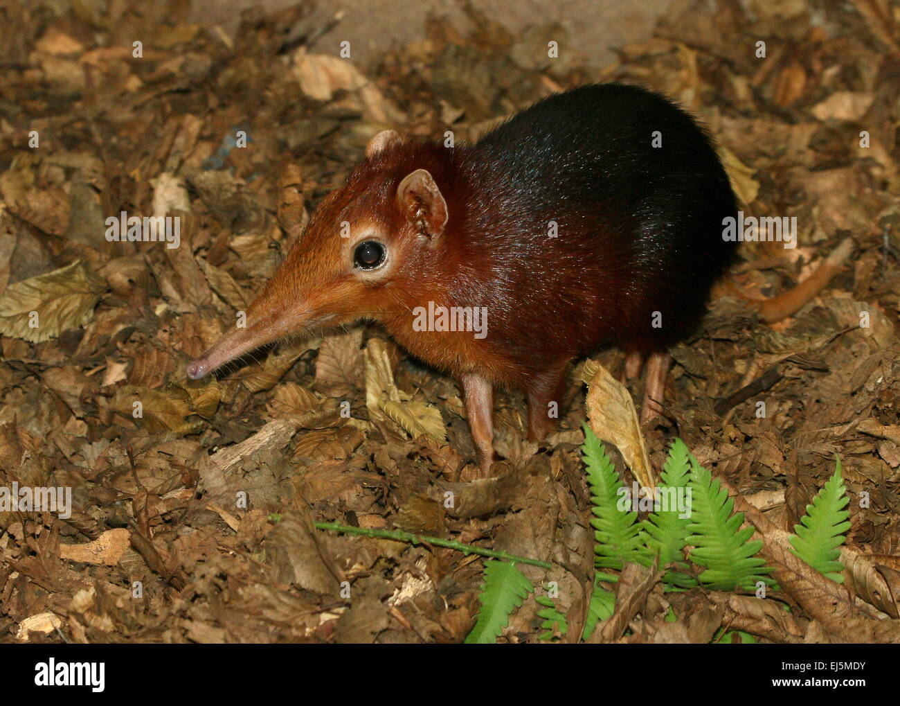 East African nero e rufous Elephant Megera o Sengi (Rhynchocyon petersi) Foto Stock