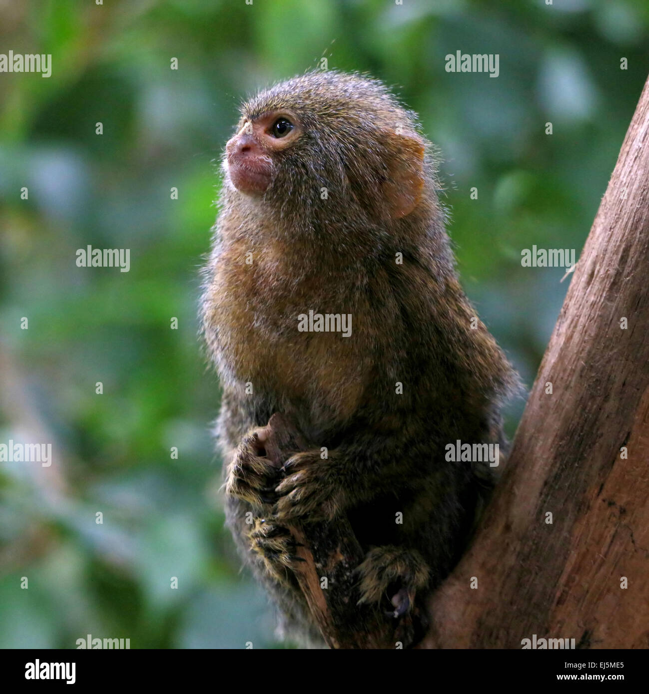 Sud Americana pigmeo (marmoset Callithrix pygmaea, Cebuella pygmaea) Foto Stock