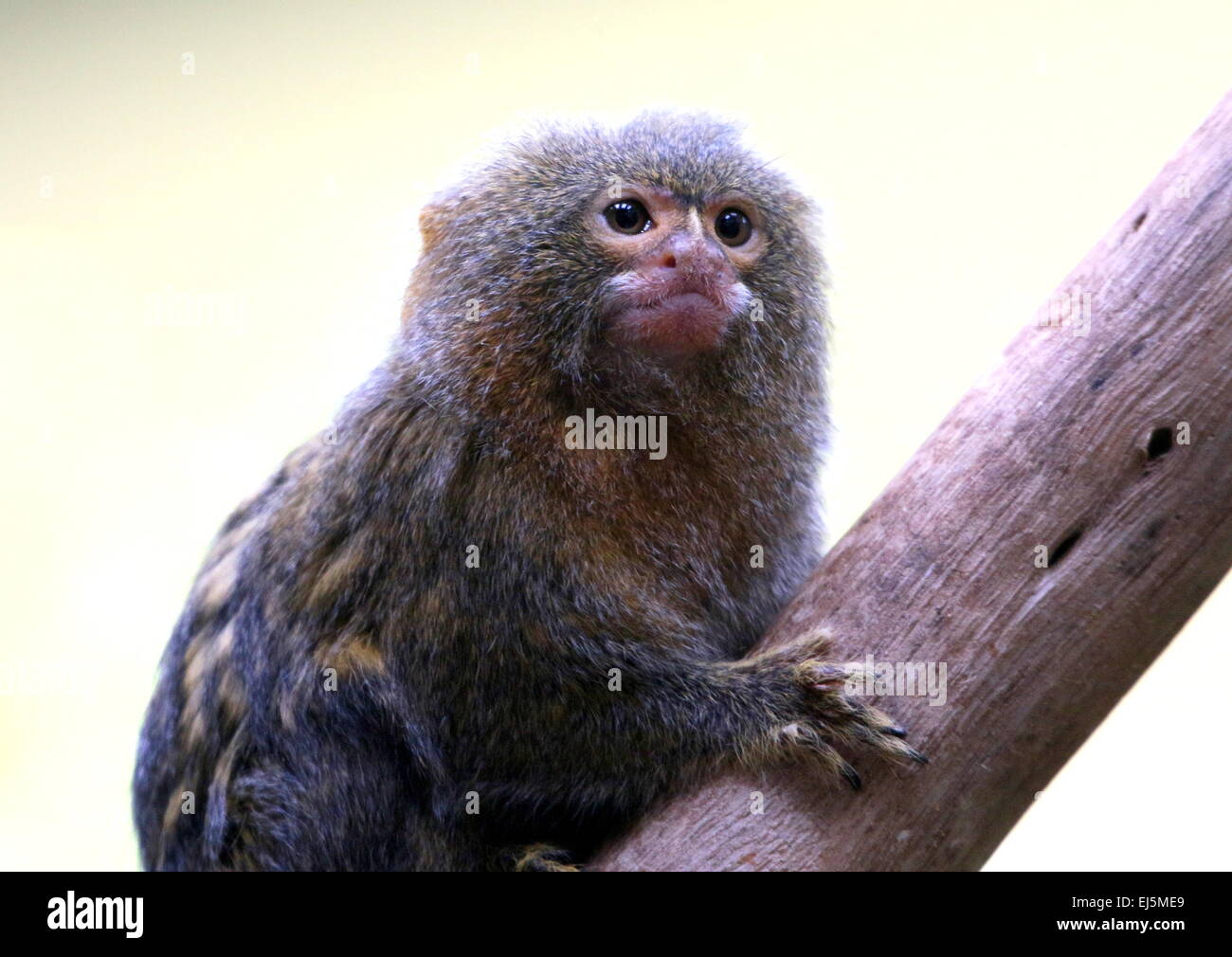 Sud Americana pigmeo (marmoset Callithrix pygmaea, Cebuella pygmaea), uno dei più piccoli primati nel mondo Foto Stock