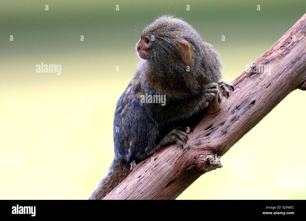 Sud Americana pigmeo (marmoset Callithrix pygmaea, Cebuella pygmaea), uno dei più piccoli primati nel mondo Foto Stock