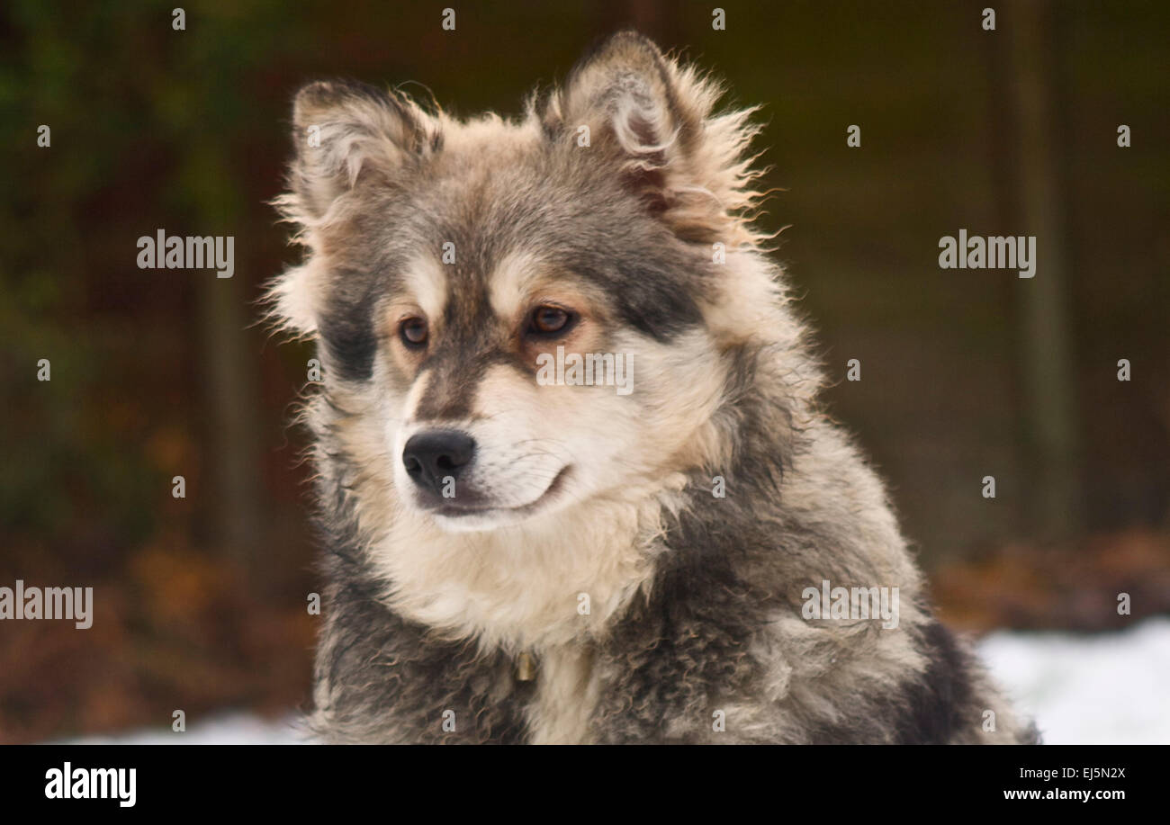 Lapphund finlandese seduta nella neve Foto Stock