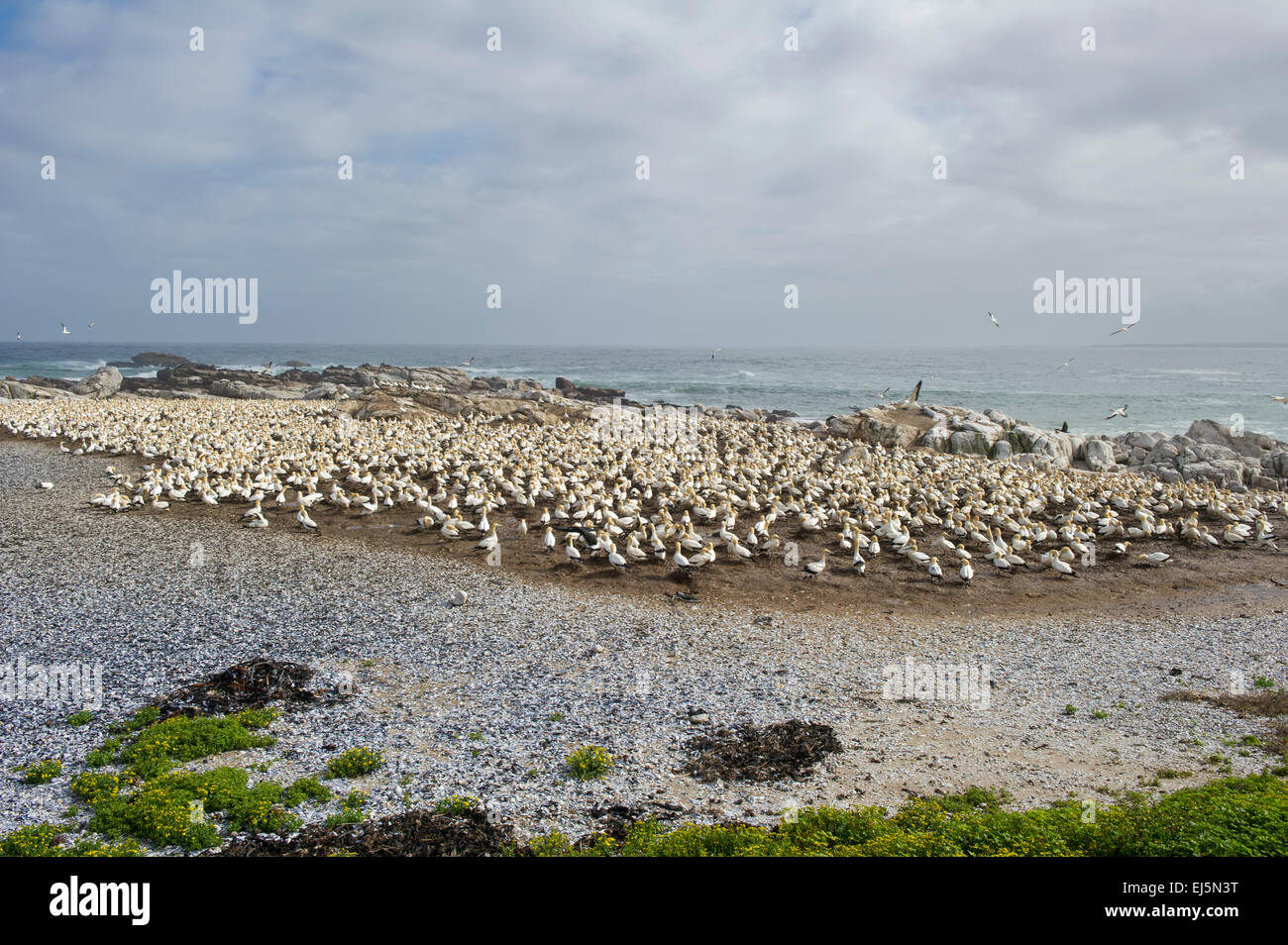 Cape gannet colonia, Sula capensis, Bird Island, Lambert's Bay, Sud Africa Foto Stock