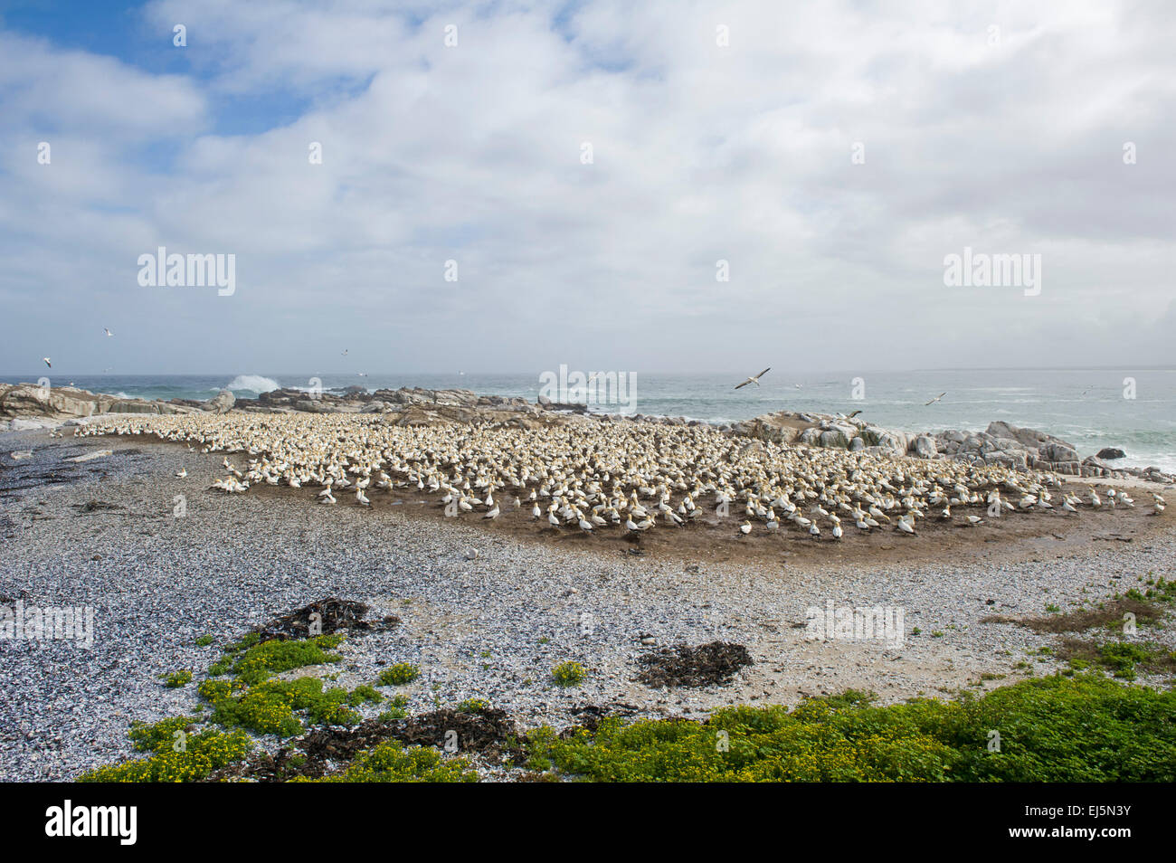 Cape gannet colonia, Sula capensis, Bird Island, Lambert's Bay, Sud Africa Foto Stock
