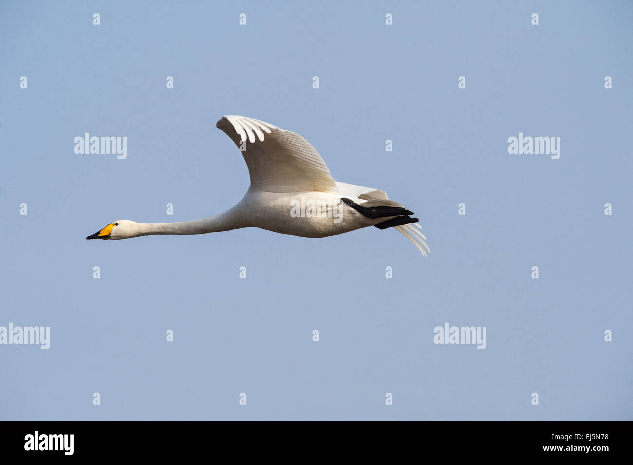 Whooper, flying Swan, in latino Cygnus Cygnus, volare da destra a sinistra nel telaio. Non centrato leggermente a sinistra nel telaio Foto Stock