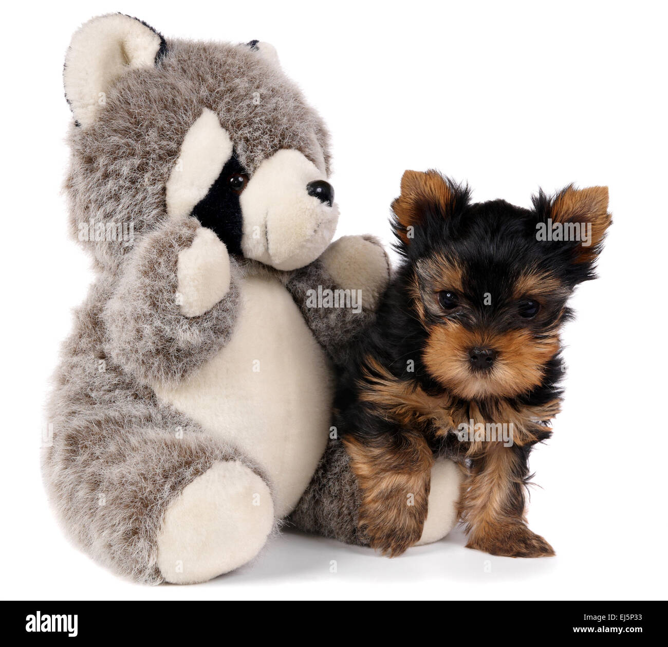 Cucciolo giocattolo e panda Foto Stock