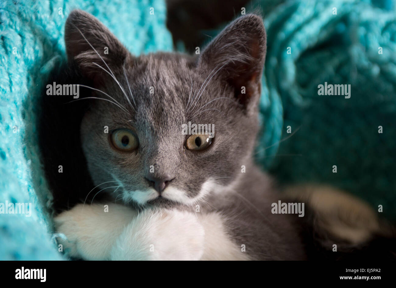 Un gattino di pentecoste baffi divertenti fissando la videocamera Foto Stock