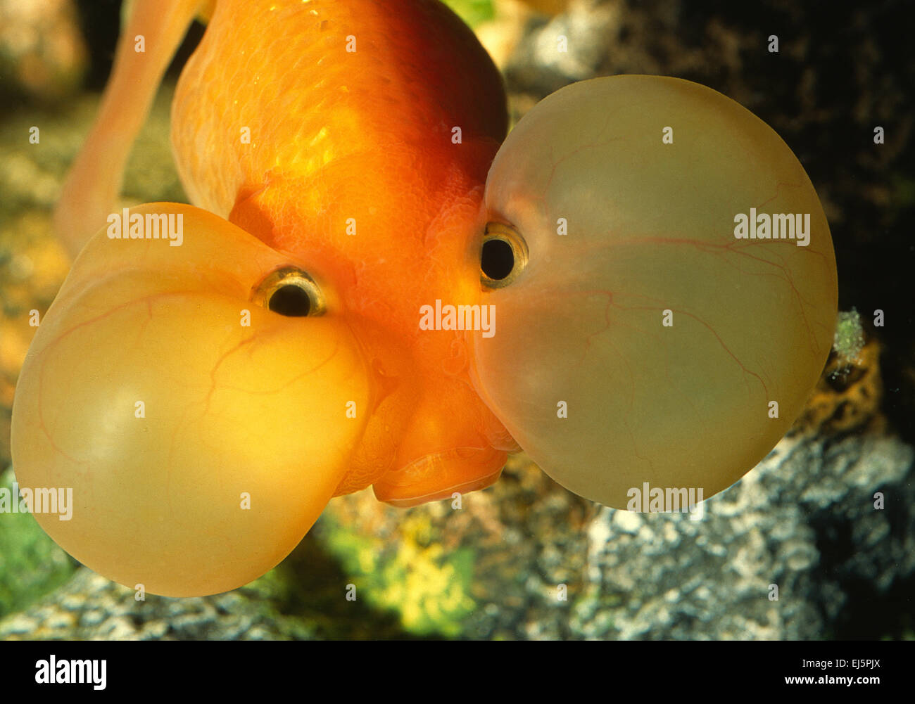 Bubble Eye Goldfish, Carassius auratus, Ciprinidae Foto Stock