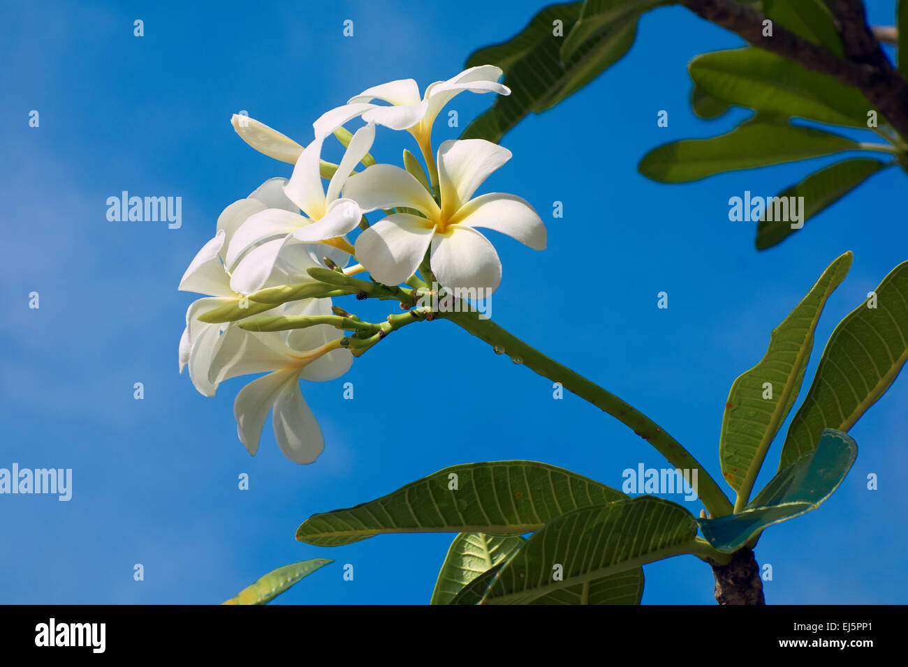 Bianco fiori di frangipani su blue sky. Nome scientifico: Plumeria obtusa. Phu Quoc island, Kien Giang Provincia, Vietnam. Foto Stock