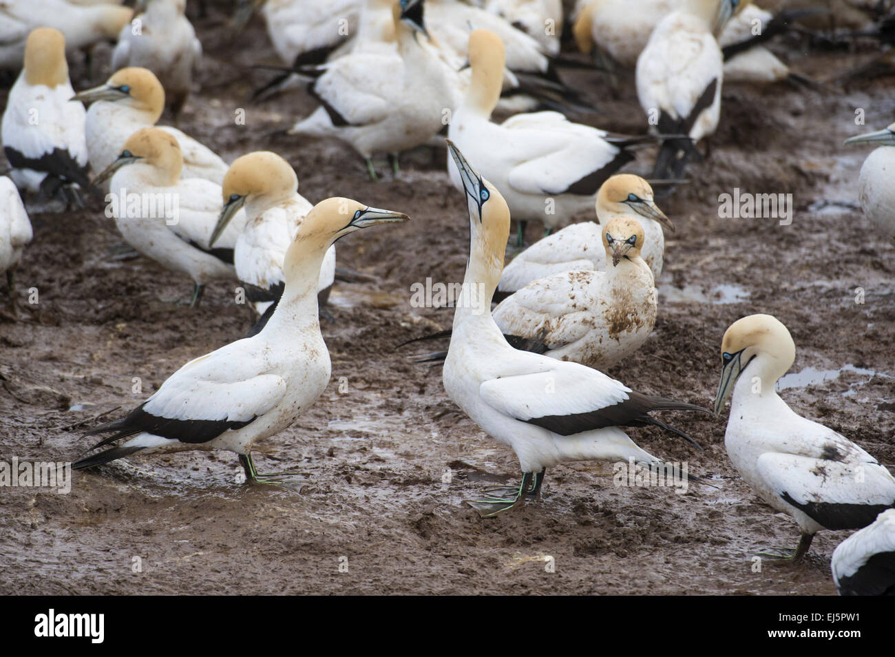 Cape gannet colonia, Sula capensis, Bird Island, Lambert's Bay, Sud Africa Foto Stock