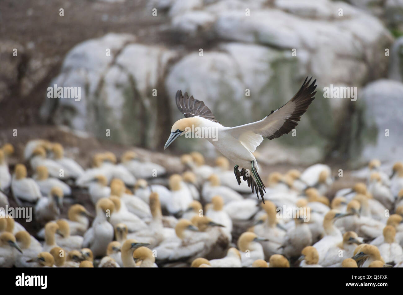 Cape gannet colonia, Sula capensis, Bird Island, Lambert's Bay, Sud Africa Foto Stock