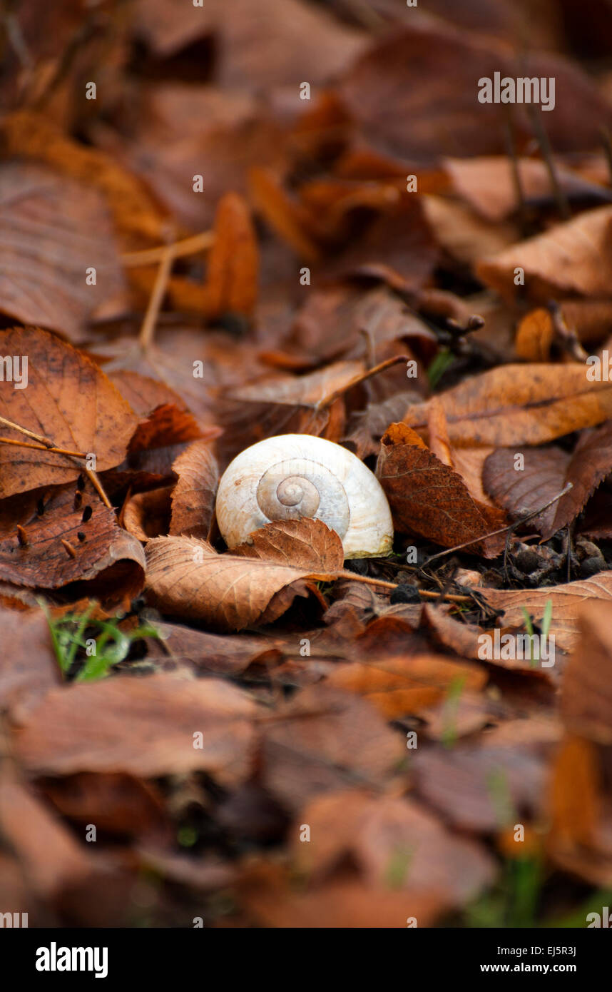 Giardino Sundial Shell in caduta a bacca parzialmente in foglie di autunno Foto Stock
