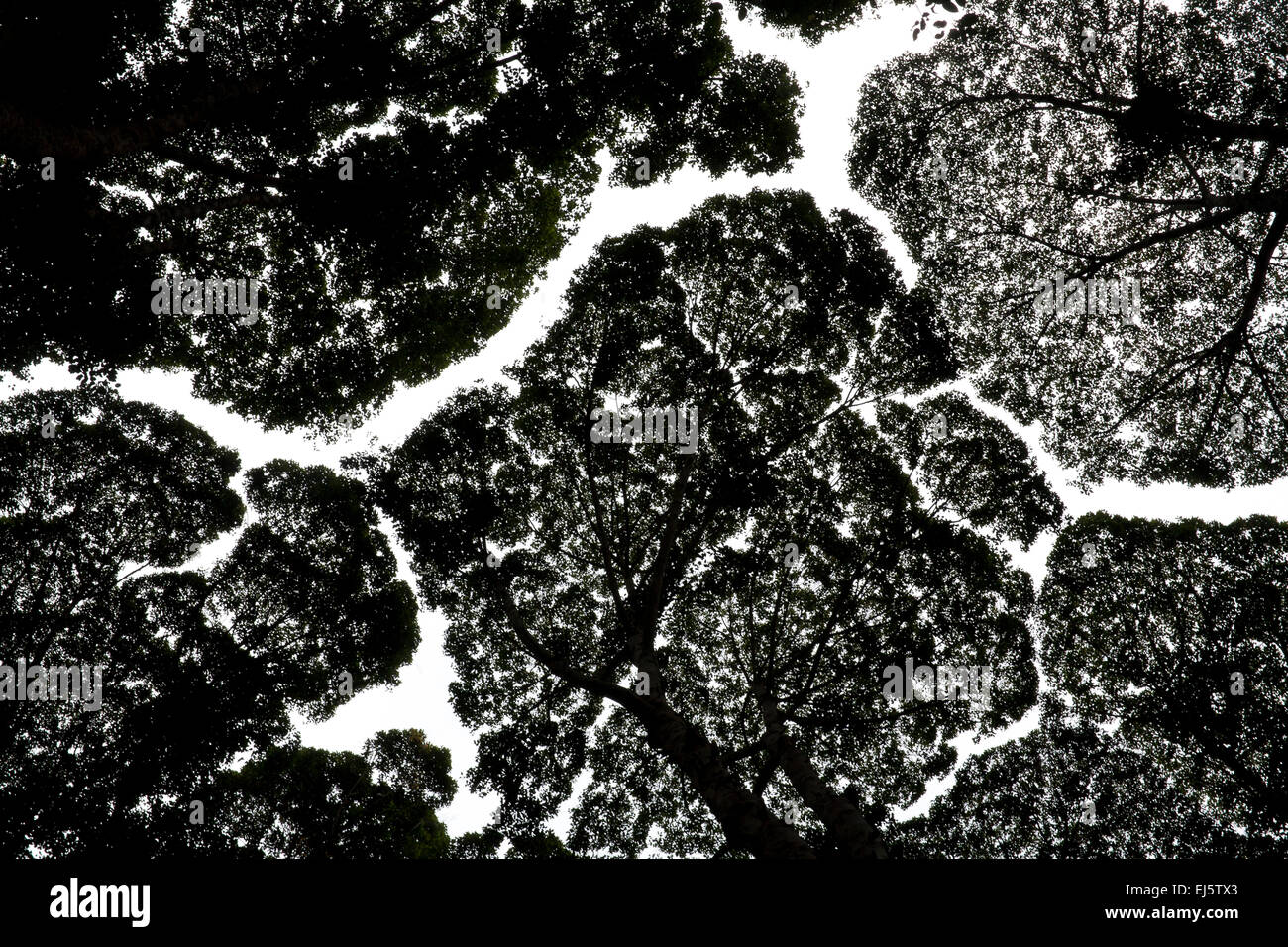 Canfora albero canopy - Cinnamomum camphora canfora tree - Riserva Forestale Institute of Malaysia (Sodi) Kepong Malaysia Foto Stock