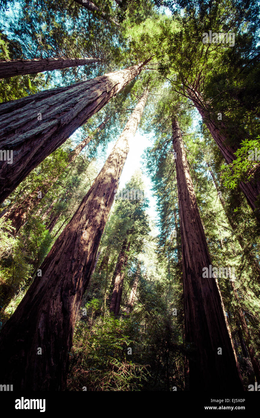 Parco nazionale di Redwood, percorso attraverso i giganti redwoods Foto Stock