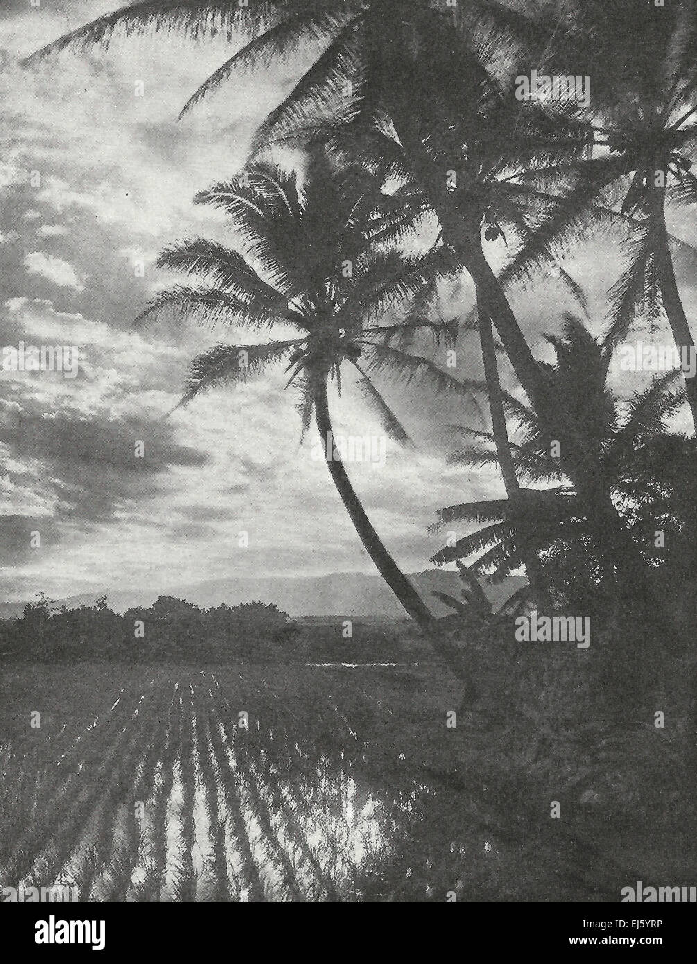 I campi di riso e alberi di noce di cocco - Hawaii 1916 Foto Stock
