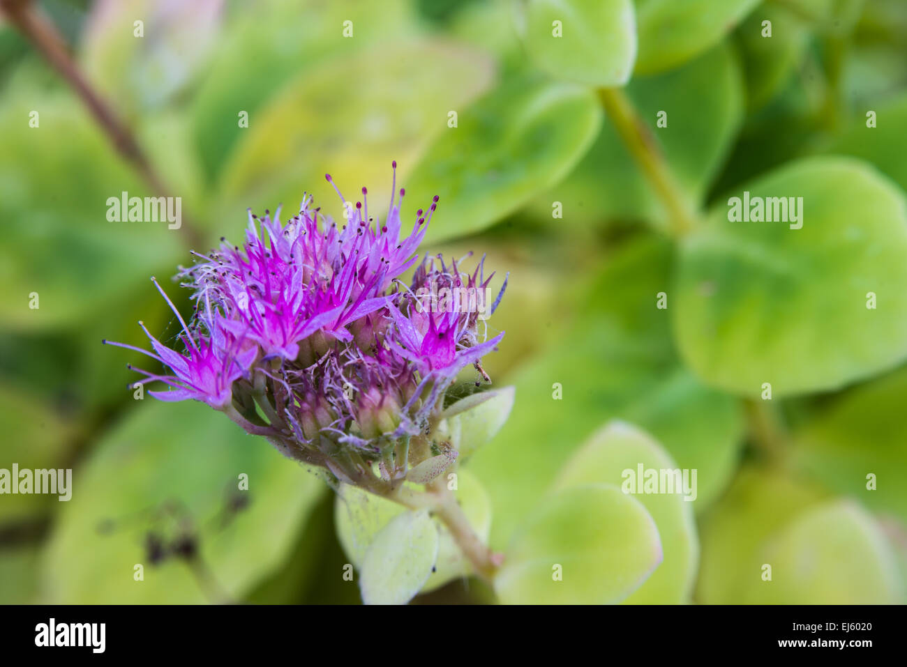 Bella macro di fiori magenta con sfondo verde Foto Stock