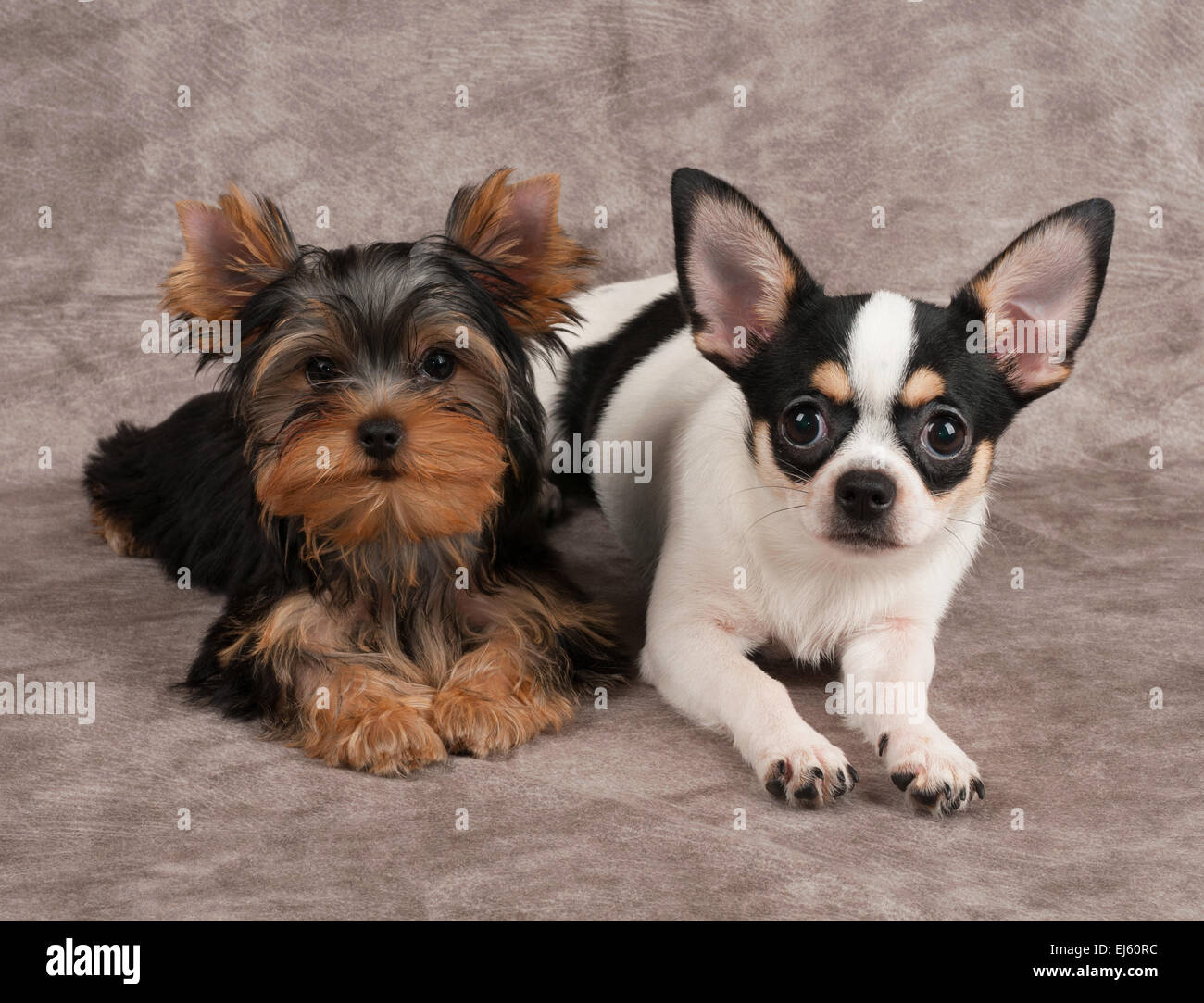 Yorkshire Terrier e Chihuahua su sfondo tessili Foto Stock