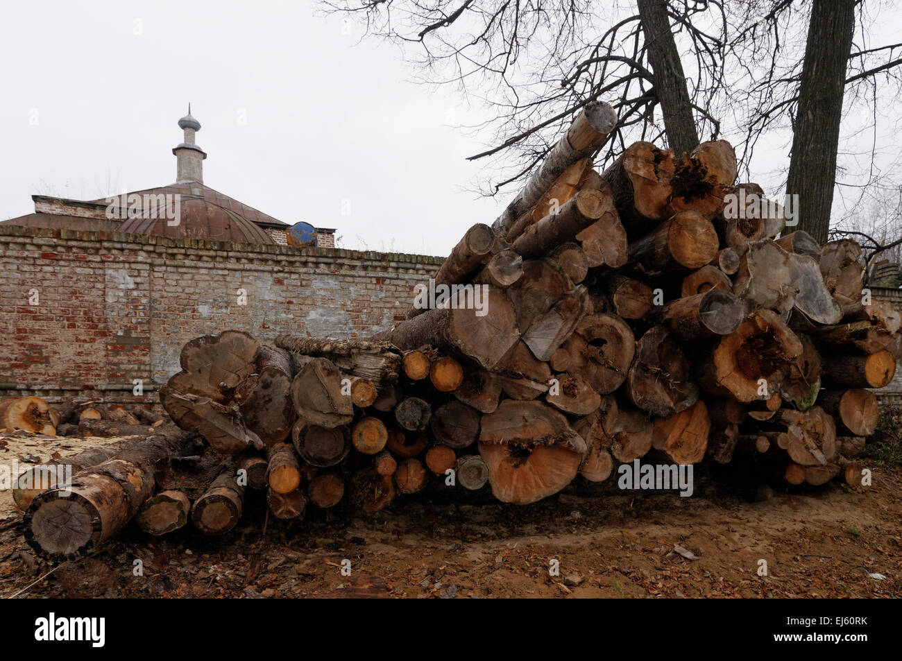 Taglio di alberi nei pressi del monastero in città russa di Ostashkov Foto Stock