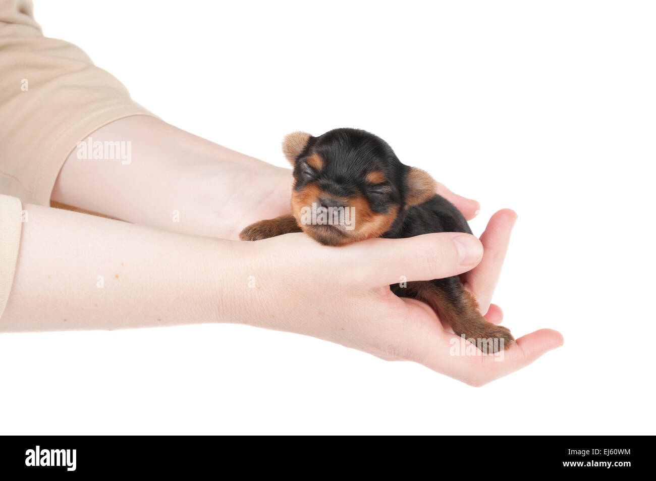 La donna prende due settimane vecchio cucciolo di Yorkshire Terrier Foto Stock