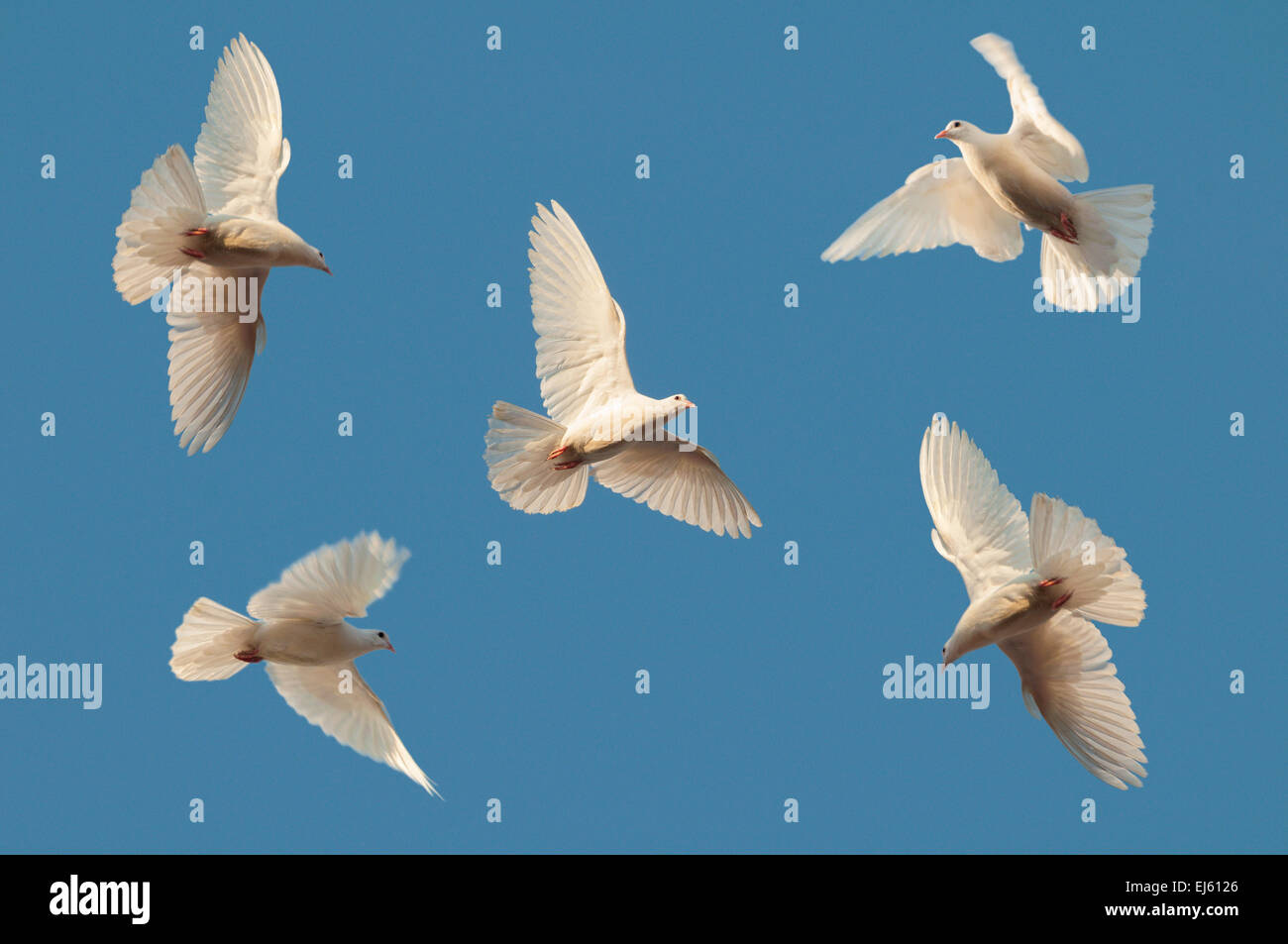 Cinque piccioni bianco volare nel cielo chiaro Foto Stock