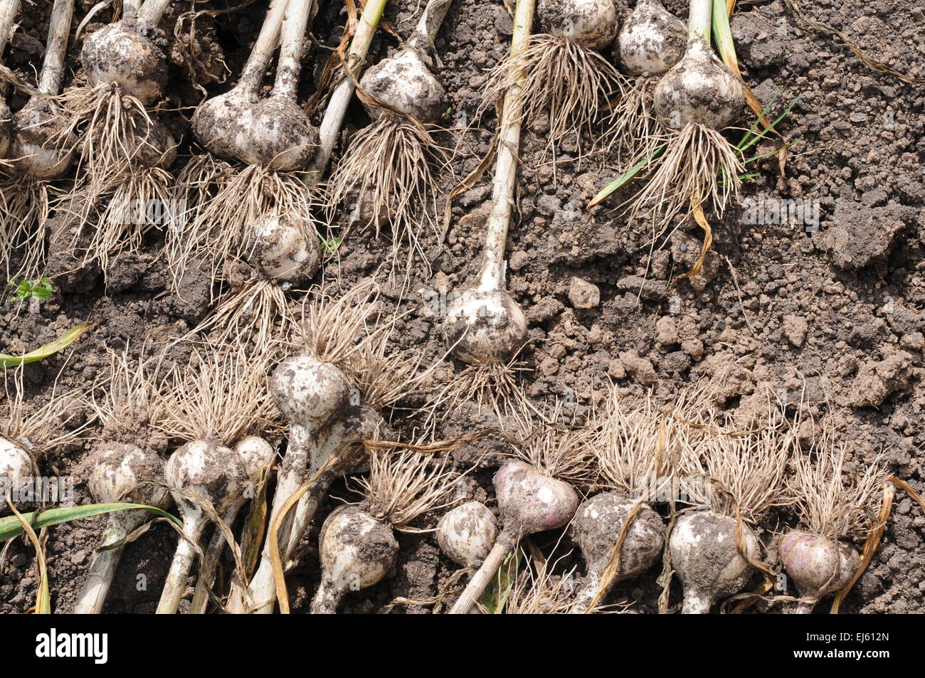 Riuniti a secco di aglio sul terreno della fattoria Foto Stock