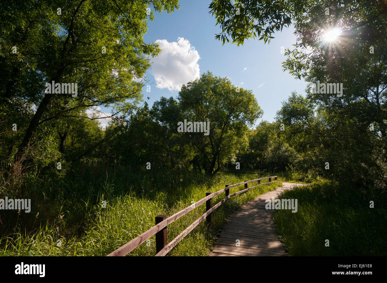 Raggi di sole passando attraverso i rami degli alberi in estate Foto Stock