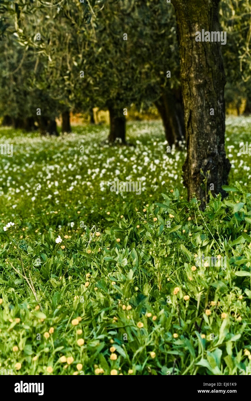 Oliveto, puglia, Italia Foto Stock