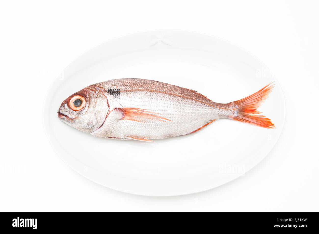 Pezzogna pesce, varietà di Orate di mare, sulla piastra bianca e sfondo bianco Foto Stock