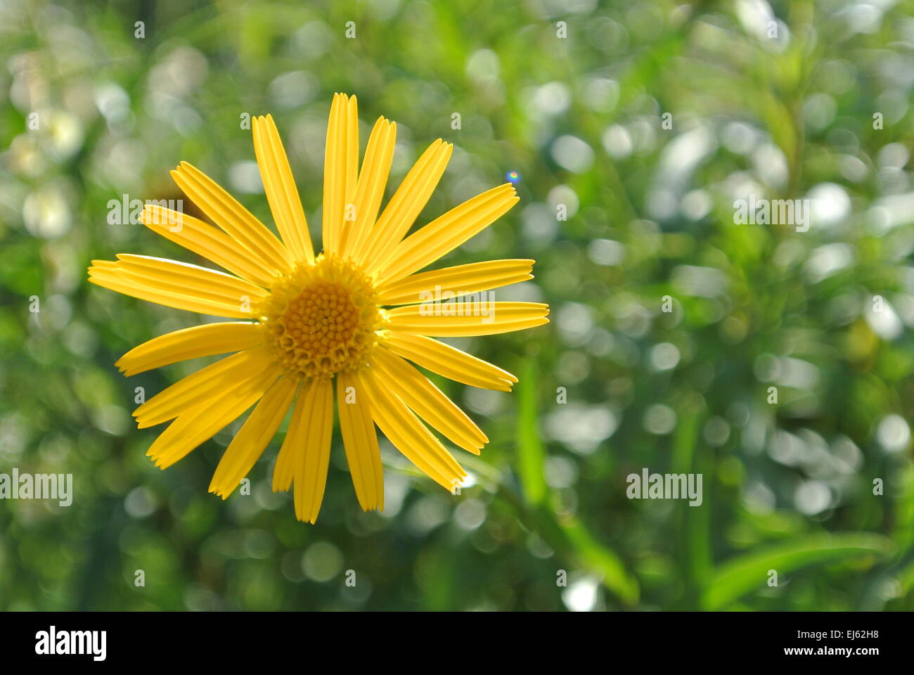 Fiori di montagna, Arnica Foto Stock