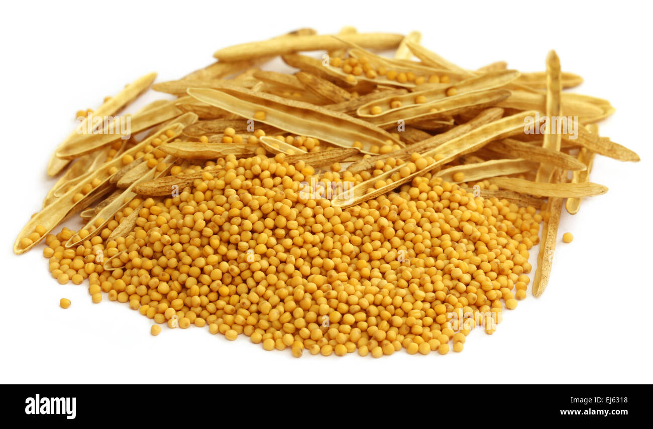 Fresche e dorate di senape con custodie vuote su sfondo bianco Foto Stock