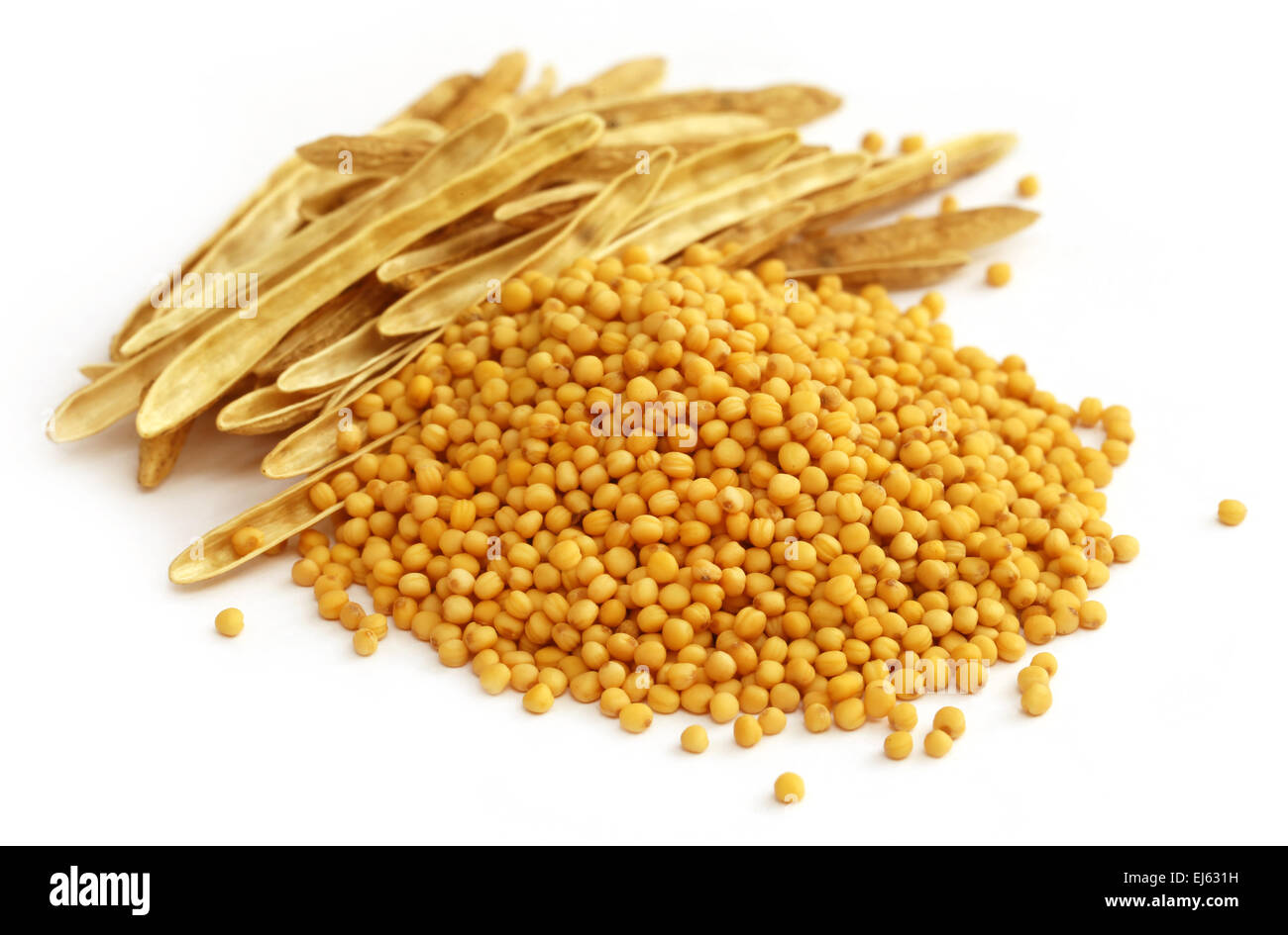 Fresche e dorate di senape con custodie vuote su sfondo bianco Foto Stock